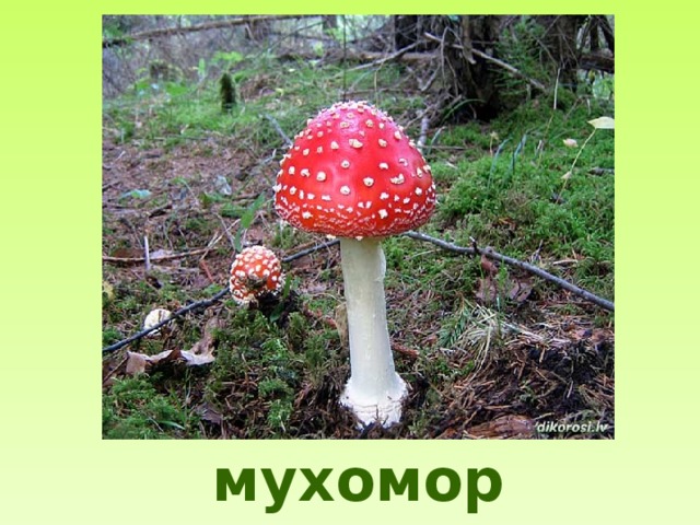 мухомор 
