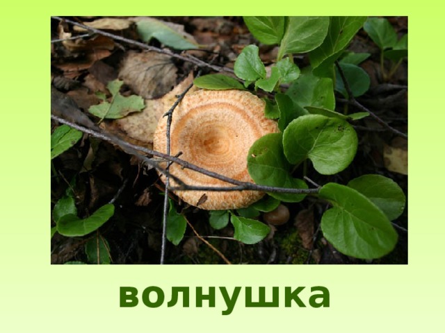 волнушка 