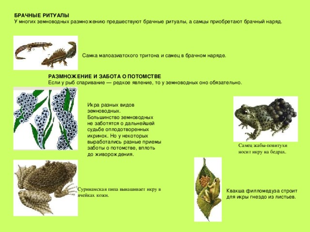 БРАЧНЫЕ РИТУАЛЫ У многих земноводных размножению предшествуют брачные ритуалы, а самцы приобретают брачный наряд. Самка малоазиатского тритона и самец в брачном наряде. РАЗМНОЖЕНИЕ И ЗАБОТА О ПОТОМСТВЕ Если у рыб спаривание — редкое явление, то у земноводных оно обязательно. Икра разных видов земноводных. Большинство земноводных не заботятся о дальнейшей судьбе оплодотворенных икринок. Но у некоторых выработались разные приемы заботы о потомстве, вплоть до живорождения. Самец жабы-повитухи носит икру на бедрах. Суринамская пипа вынашивает икру в ячейках кожи. Квакша филломедуза строит для икры гнездо из листьев. 