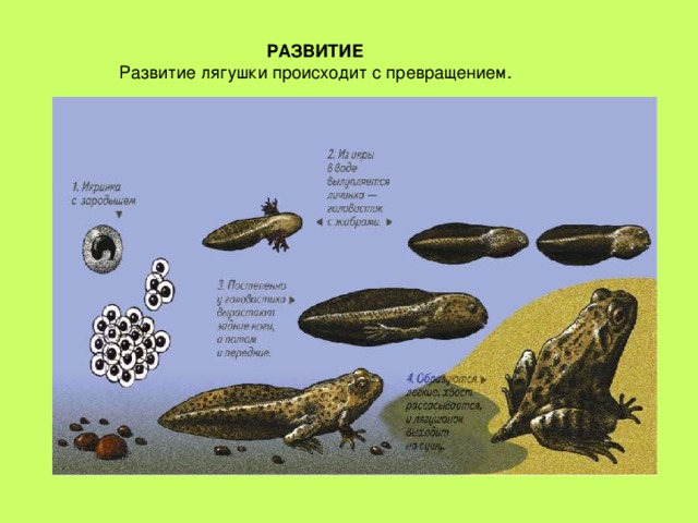 РАЗВИТИЕ 