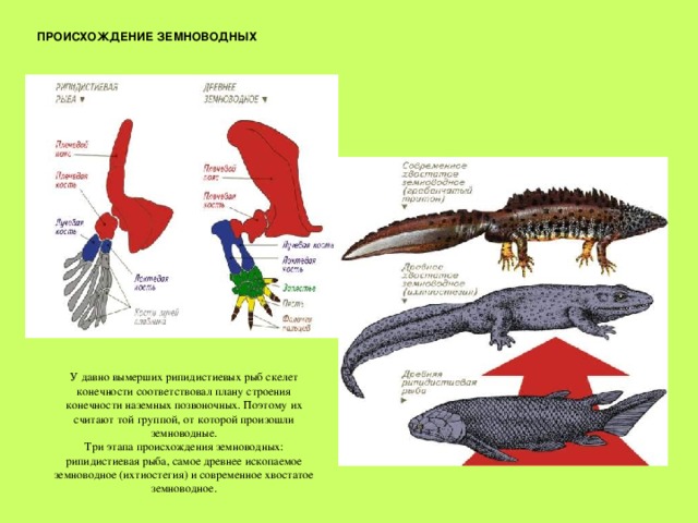 ПРОИСХОЖДЕНИЕ ЗЕМНОВОДНЫХ У давно вымерших рипидистиевых рыб скелет конечности соответствовал плану строения конечности наземных позвоночных. Поэтому их считают той группой, от которой произошли земноводные. Три этапа происхождения земноводных: рипидистиевая рыба, самое древнее ископаемое земноводное (ихтиостегия) и современное хвостатое земноводное. 