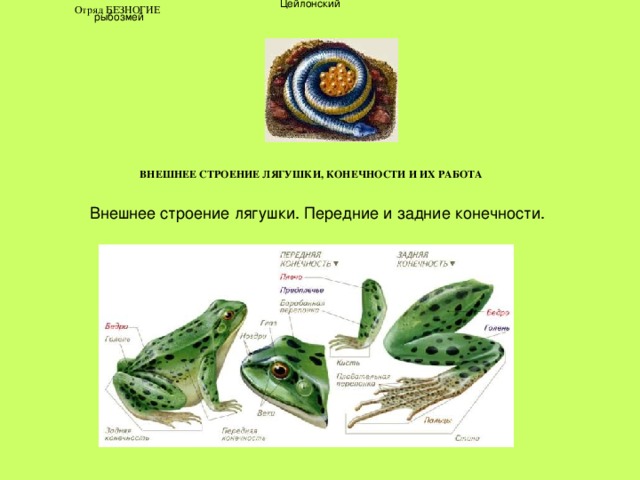  Цейлонский рыбозмей Отряд БЕЗНОГИЕ   ВНЕШНЕЕ СТРОЕНИЕ ЛЯГУШКИ, КОНЕЧНОСТИ И ИХ РАБОТА 