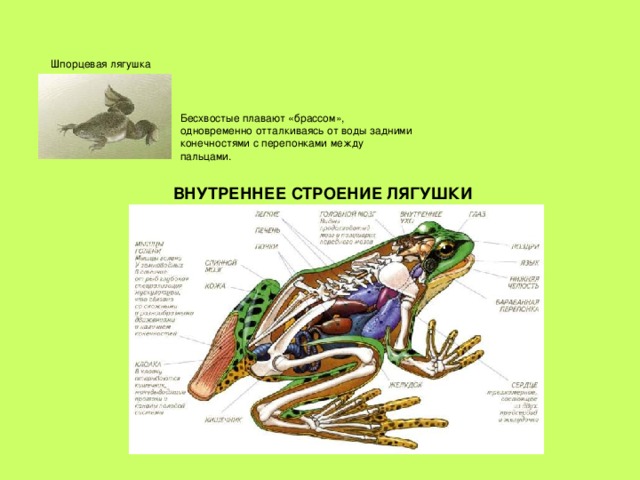 Бесхвостые плавают «брассом», одновременно отталкиваясь от воды задними конечностями с перепонками между пальцами. Шпорцевая лягушка  ВНУТРЕННЕЕ СТРОЕНИЕ ЛЯГУШКИ  