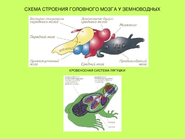  КРОВЕНОСНАЯ СИСТЕМА ЛЯГУШКИ 