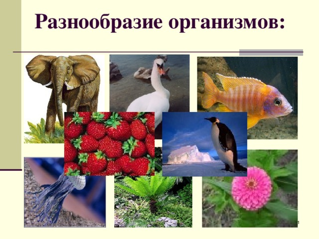 Разнообразие организмов:  