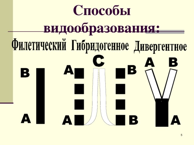Способы видообразования:  