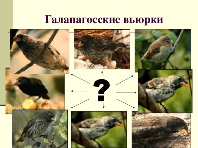Галапагосские вьюрки  