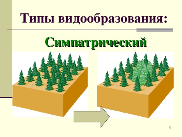 Типы видообразования: Симпатрический  