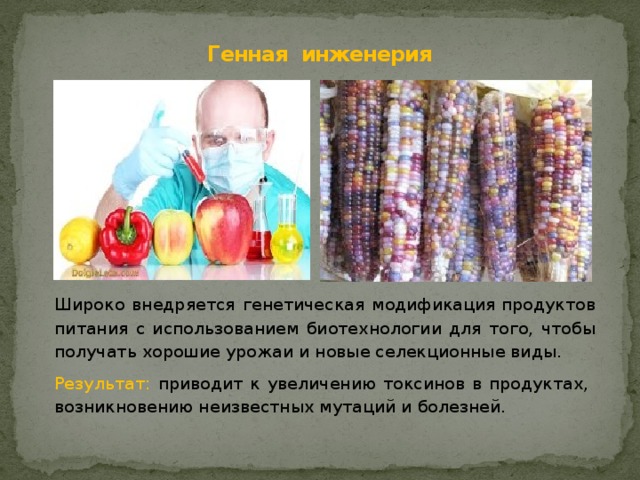 Генная инженерия Широко внедряется генетическая модификация продуктов питания с использованием биотехнологии для того, чтобы получать хорошие урожаи и новые селекционные виды. Результат: приводит к увеличению токсинов в продуктах, возникновению неизвестных мутаций и болезней. 