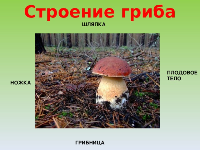 Строение гриба ШЛЯПКА ПЛОДОВОЕ ТЕЛО НОЖКА ГРИБНИЦА 