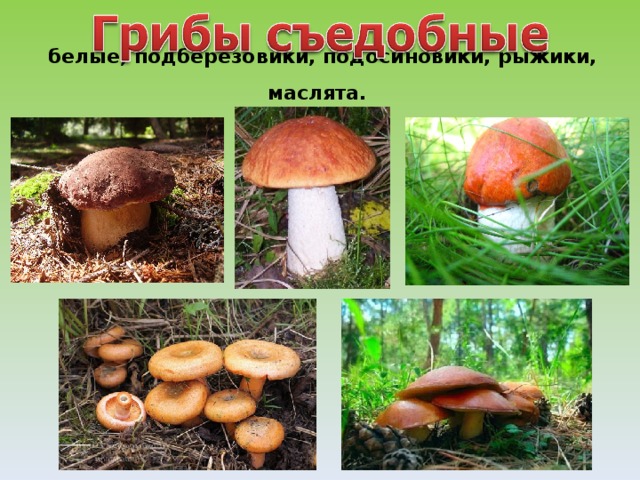   белые, подберезовики, подосиновики, рыжики, маслята.  