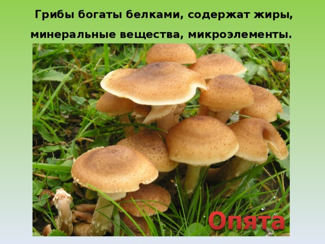  Грибы богаты белками, содержат жиры,  минеральные вещества, микроэлементы.  