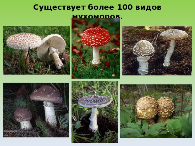 Существует более 100 видов мухоморов. 