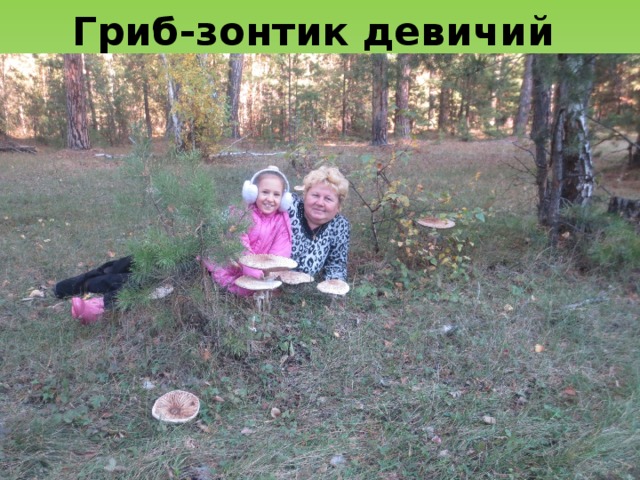 Гриб-зонтик девичий  