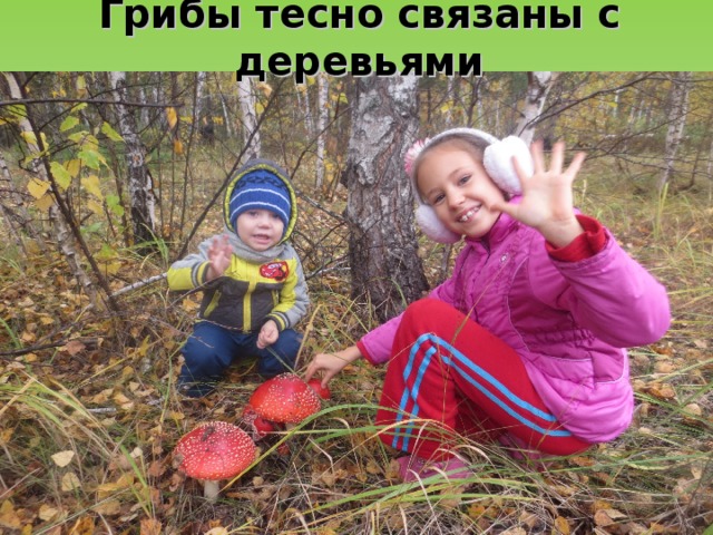 Грибы тесно связаны с деревьями 
