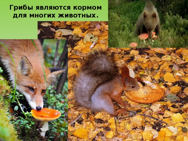 Грибы являются кормом для многих животных. 