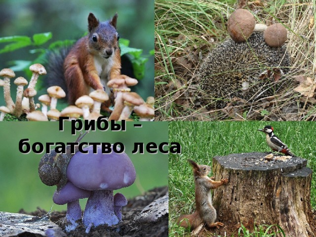Грибы – богатство леса 
