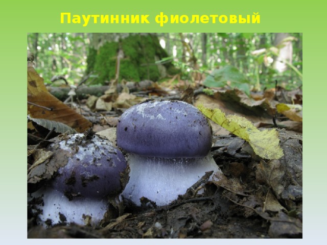 Паутинник фиолетовый  
