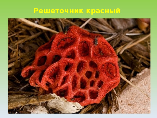 Решеточник красный  