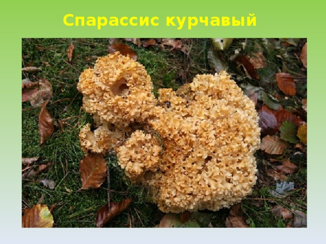 Cпарассис курчавый  