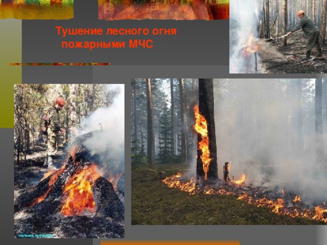  Тушение лесного огня  пожарными МЧС 