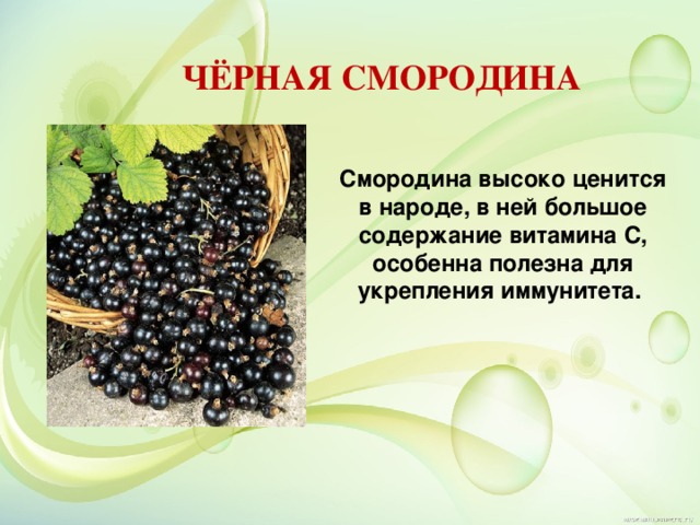 ЧЁРНАЯ СМОРОДИНА Смородина высоко ценится в народе, в ней большое содержание витамина С, особенна полезна для укрепления иммунитета. 