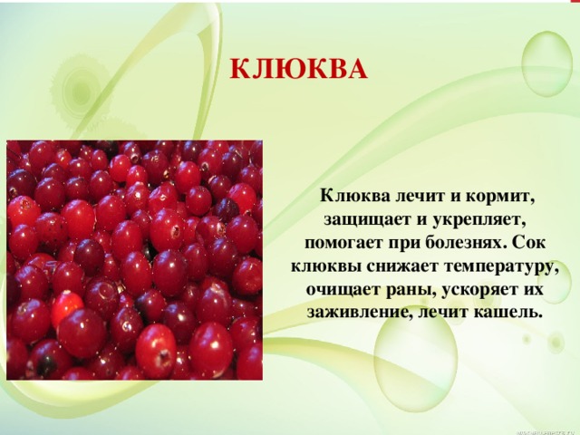КЛЮКВА  Клюква лечит и кормит, защищает и укрепляет, помогает при болезнях. Сок клюквы снижает температуру, очищает раны, ускоряет их заживление, лечит кашель. 