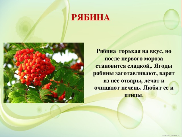 РЯБИНА Рябина горькая на вкус, но после первого мороза становится сладкой,. Ягоды рябины заготавливают, варят из нее отвары, лечат и очищают печень. Любят ее и птицы . 