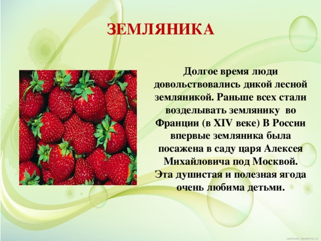 ЗЕМЛЯНИКА Долгое время люди довольствовались дикой лесной земляникой. Раньше всех стали возделывать землянику  во Франции (в XIV веке) В России впервые земляника была посажена в саду царя Алексея Михайловича под Москвой. Эта душистая и полезная ягода очень любима детьми. 