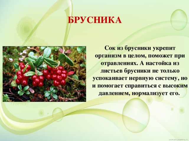 БРУСНИКА Сок из брусники укрепит организм в целом, поможет при отравлениях. А настойка из листьев брусники не только успокаивает нервную систему, но и помогает справиться с высоким давлением, нормализует его. 