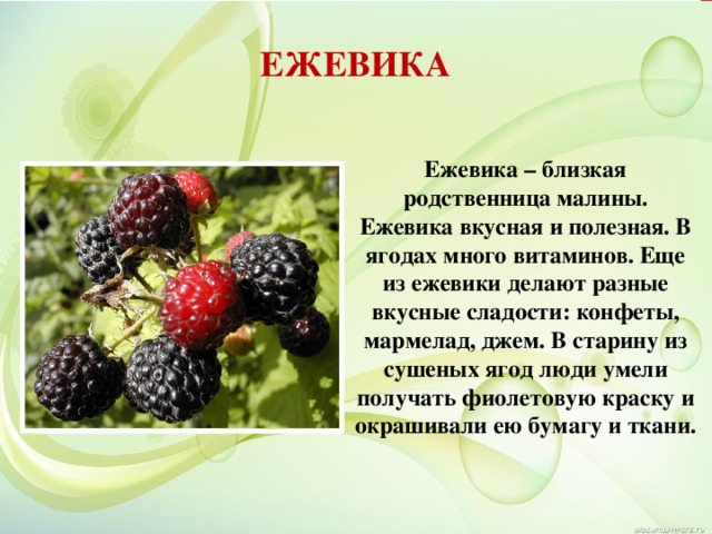 ЕЖЕВИКА Ежевика – близкая родственница малины. Ежевика вкусная и полезная. В ягодах много витаминов. Еще из ежевики делают разные вкусные сладости: конфеты, мармелад, джем. В старину из сушеных ягод люди умели получать фиолетовую краску и окрашивали ею бумагу и ткани. 