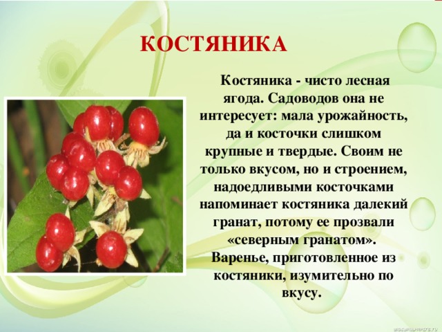 КОСТЯНИКА  Костяника - чисто лесная ягода. Садоводов она не интересует: мала урожайность, да и косточки слишком крупные и твердые. Своим не только вкусом, но и строением, надоедливыми косточками напоминает костяника далекий гранат, потому ее прозвали «северным гранатом».  Варенье, приготовленное из костяники, изумительно по вкусу. 