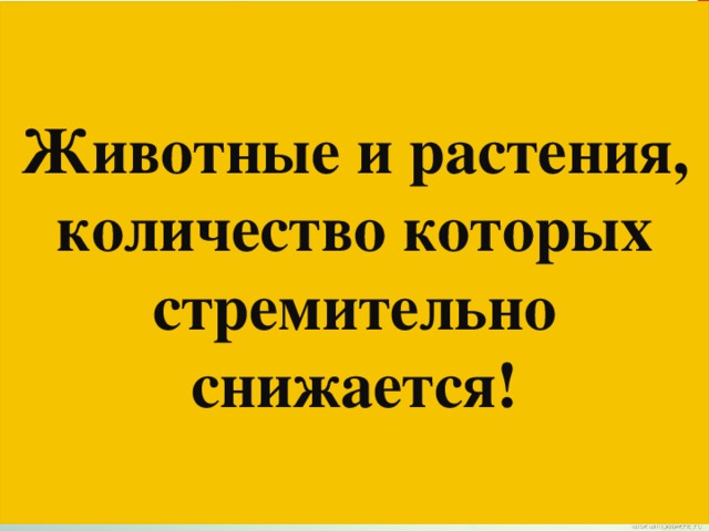  Животные и растения, количество которых стремительно снижается!  