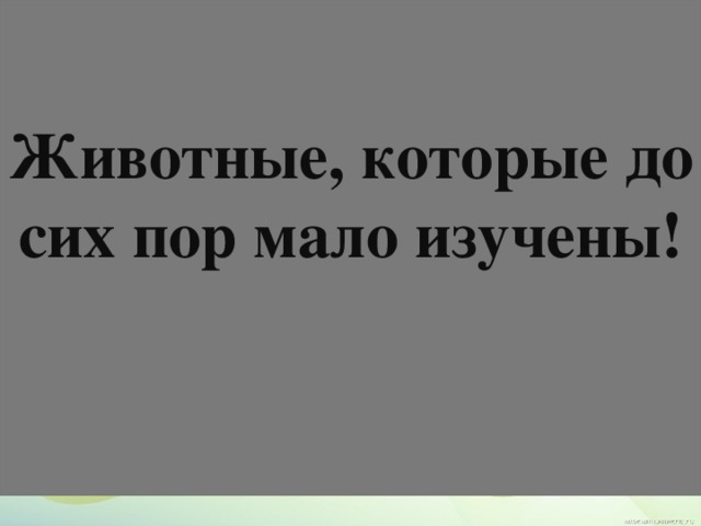  Животные, которые до сих пор мало изучены!   
