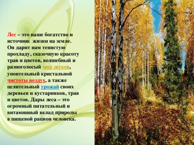 Лес – это наше богатство и источник жизни на земле. Он дарит нам тенистую прохладу, сказочную красоту трав и цветов, волшебный и разноголосый  мир звуков , упоительный кристальной чистоты воздух , а также целительный урожай своих деревьев и кустарников, трав и цветов. Дары леса – это огромный питательный и витаминный вклад природы в пищевой рацион человека. 