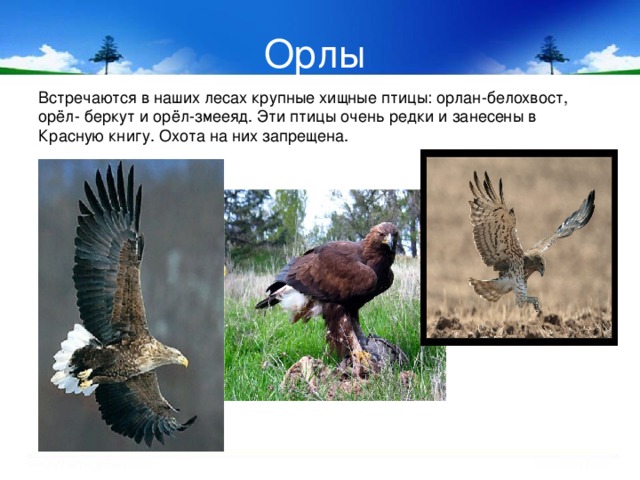 Орлы  Встречаются в наших лесах крупные хищные птицы: орлан-белохвост, орёл- беркут и орёл-змееяд. Эти птицы очень редки и занесены в Красную книгу. Охота на них запрещена. 