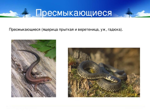 Пресмыкающиеся  Пресмыкающиеся (ящерица прыткая и веретеница, уж, гадюка). 