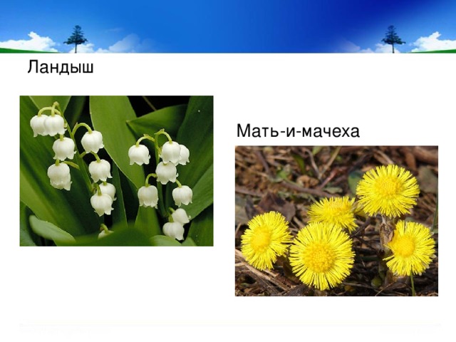 Ландыш Мать-и-мачеха 