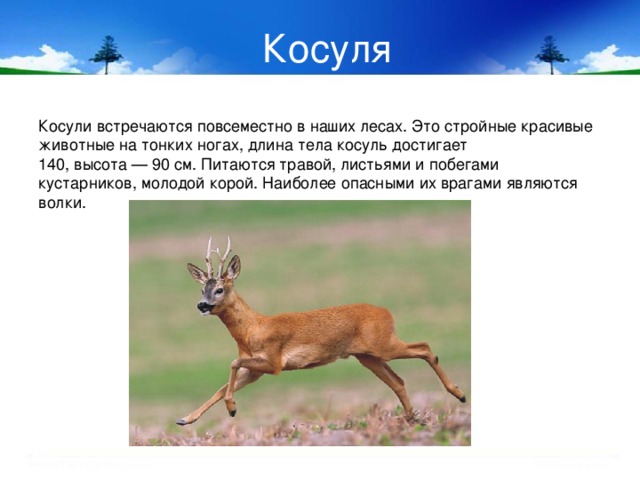 Косуля Косули встречаются повсеместно в наших лесах. Это стройные красивые животные на тонких ногах, длина тела косуль достигает  140, высота — 90 см. Питаются травой, листьями и побегами кустарников, молодой корой. Наиболее опасными их врагами являются волки. 