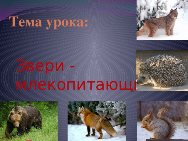 Тема урока: Звери - млекопитающие 