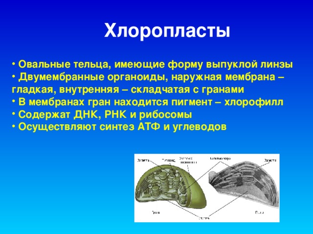 Хлоропласты   Овальные тельца, имеющие форму выпуклой линзы  Двумембранные органоиды, наружная мембрана – гладкая, внутренняя – складчатая с гранами  В мембранах гран находится пигмент – хлорофилл  Содержат ДНК, РНК и рибосомы  Осуществляют синтез АТФ и углеводов 