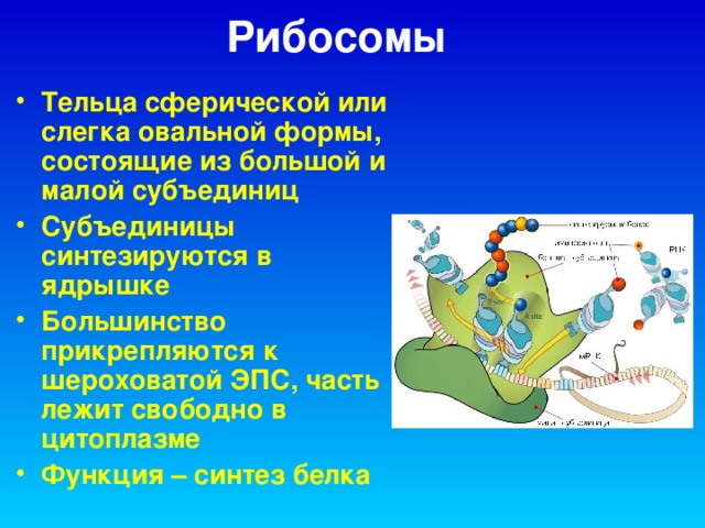 Рибосомы Тельца сферической или слегка овальной формы, состоящие из большой и малой субъединиц Субъединицы синтезируются в ядрышке Большинство прикрепляются к шероховатой ЭПС, часть лежит свободно в цитоплазме Функция – синтез белка   