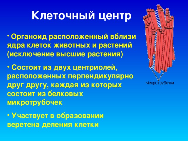 Клеточный центр  Органоид расположенный вблизи ядра клеток животных и растений (исключение высшие растения)  Состоит из двух центриолей, расположенных перпендикулярно друг другу, каждая из которых состоит из белковых микротрубочек  Участвует в образовании веретена деления клетки 