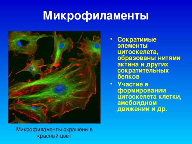 Микрофиламенты Сократимые элементы цитоскелета, образованы нитями актина и других сократительных белков Участие в формировании цитоскелета клетки, амебоидном движении и др.  Микрофиламенты окрашены в красный цвет  