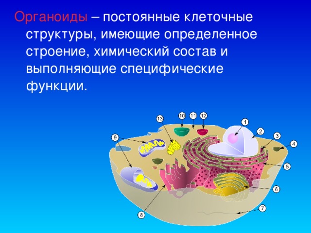 Органоиды  – постоянные клеточные структуры, имеющие определенное строение, химический состав и выполняющие специфические функции.  
