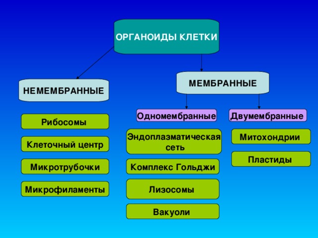 ОРГАНОИДЫ КЛЕТКИ МЕМБРАННЫЕ НЕМЕМБРАННЫЕ Одномембранные Двумембранные  Рибосомы Эндоплазматическая  сеть Митохондрии Клеточный центр Пластиды  Комплекс Гольджи Микротрубочки Лизосомы  Микрофиламенты Вакуоли   