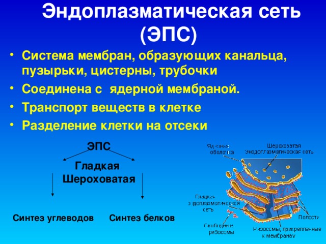 Эндоплазматическая сеть (ЭПС)  Система мембран, образующих канальца, пузырьки, цистерны, трубочки Соединена с ядерной мембраной. Транспорт веществ в клетке Разделение клетки на отсеки  ЭПС  Гладкая Шероховатая   Синтез углеводов Синтез белков  и липидов   