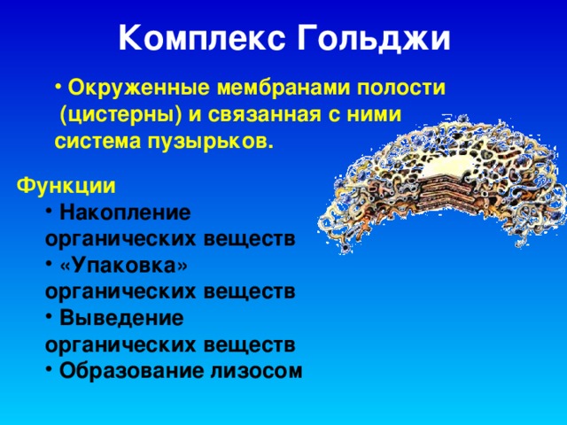 Комплекс Гольджи  Окруженные мембранами полости (цистерны) и связанная с ними система пузырьков.  Окруженные мембранами полости (цистерны) и связанная с ними система пузырьков.  Функции  Накопление органических веществ  «Упаковка» органических веществ  Выведение органических веществ  Образование лизосом  Накопление органических веществ  «Упаковка» органических веществ  Выведение органических веществ  Образование лизосом   