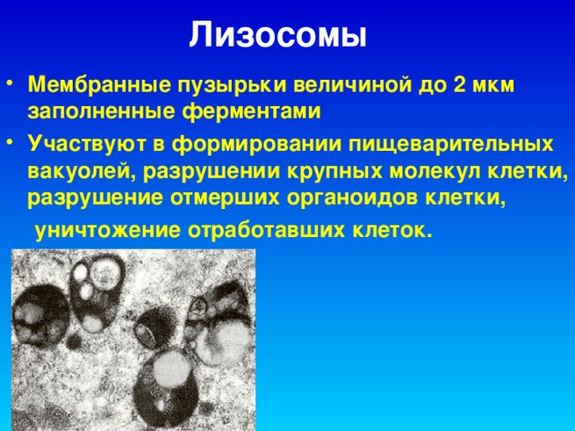Лизосомы  Мембранные пузырьки величиной до 2 мкм заполненные ферментами Участвуют в формировании пищеварительных вакуолей, разрушении крупных молекул клетки, разрушение отмерших органоидов клетки, уничтожение отработавших клеток. уничтожение отработавших клеток.   