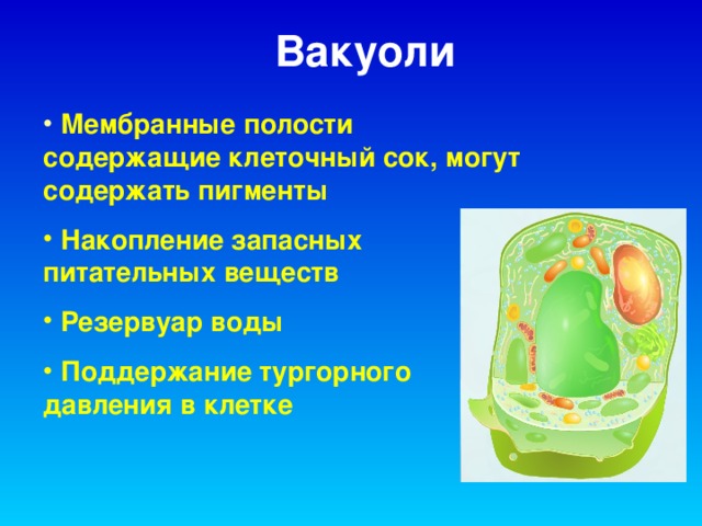 Вакуоли  Мембранные полости содержащие клеточный сок, могут содержать пигменты  Накопление запасных питательных веществ  Резервуар воды  Поддержание тургорного давления в клетке 
